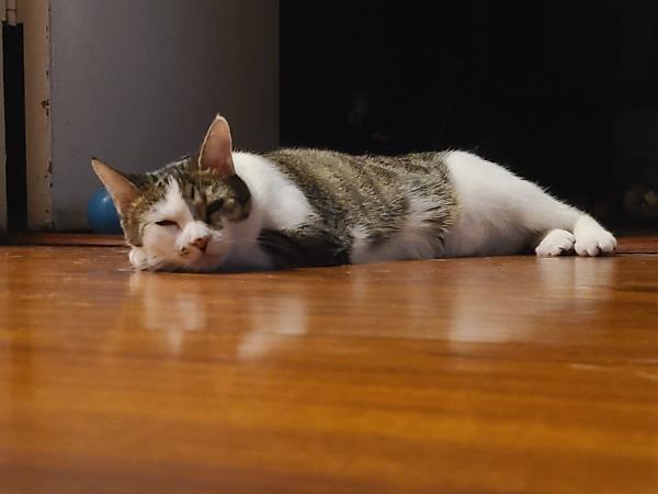 /Images/uploads/Friends of Seal Beach Animal Care Center/2022sbacc/entries/21571thumb.jpg